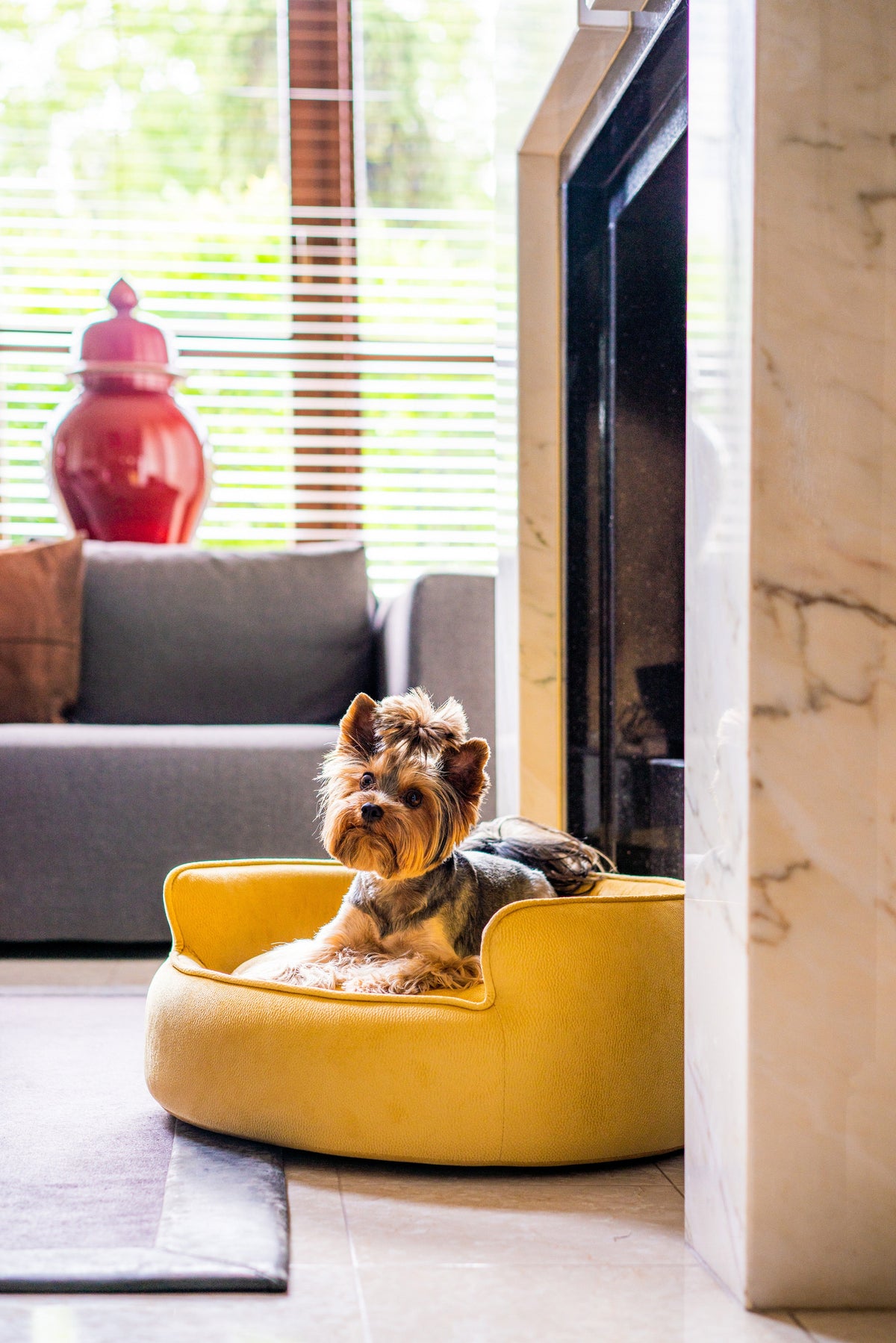 Yin Yang Canine Sofa