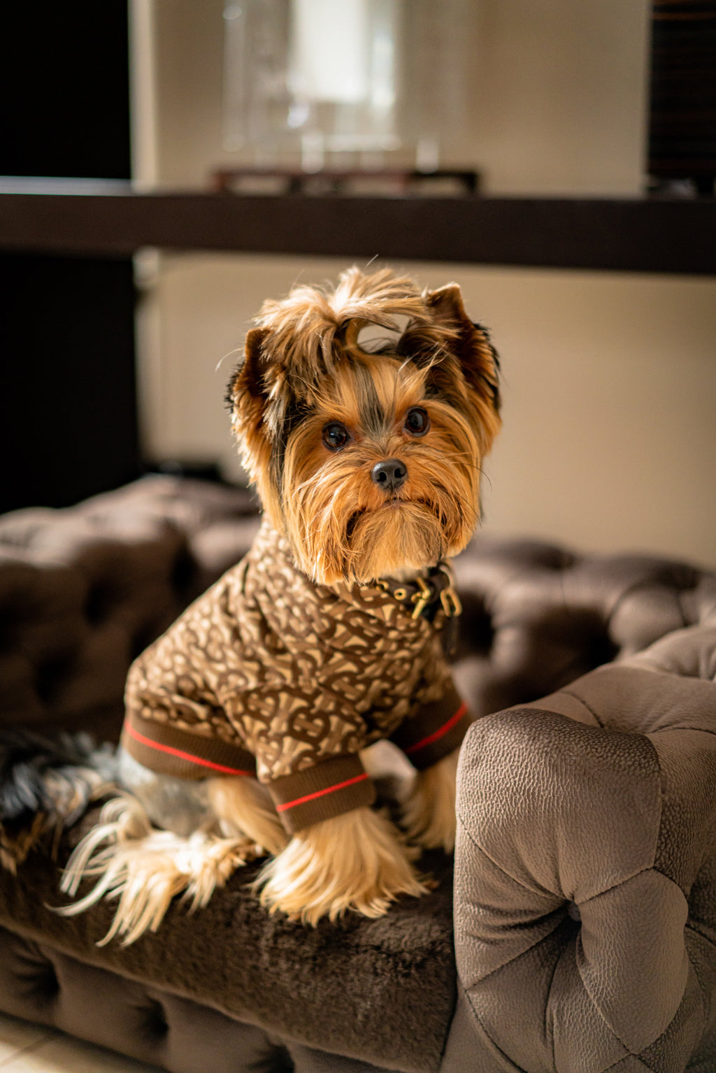 GLAMOUR Super Soft Pet Sofa (Limited Edition)