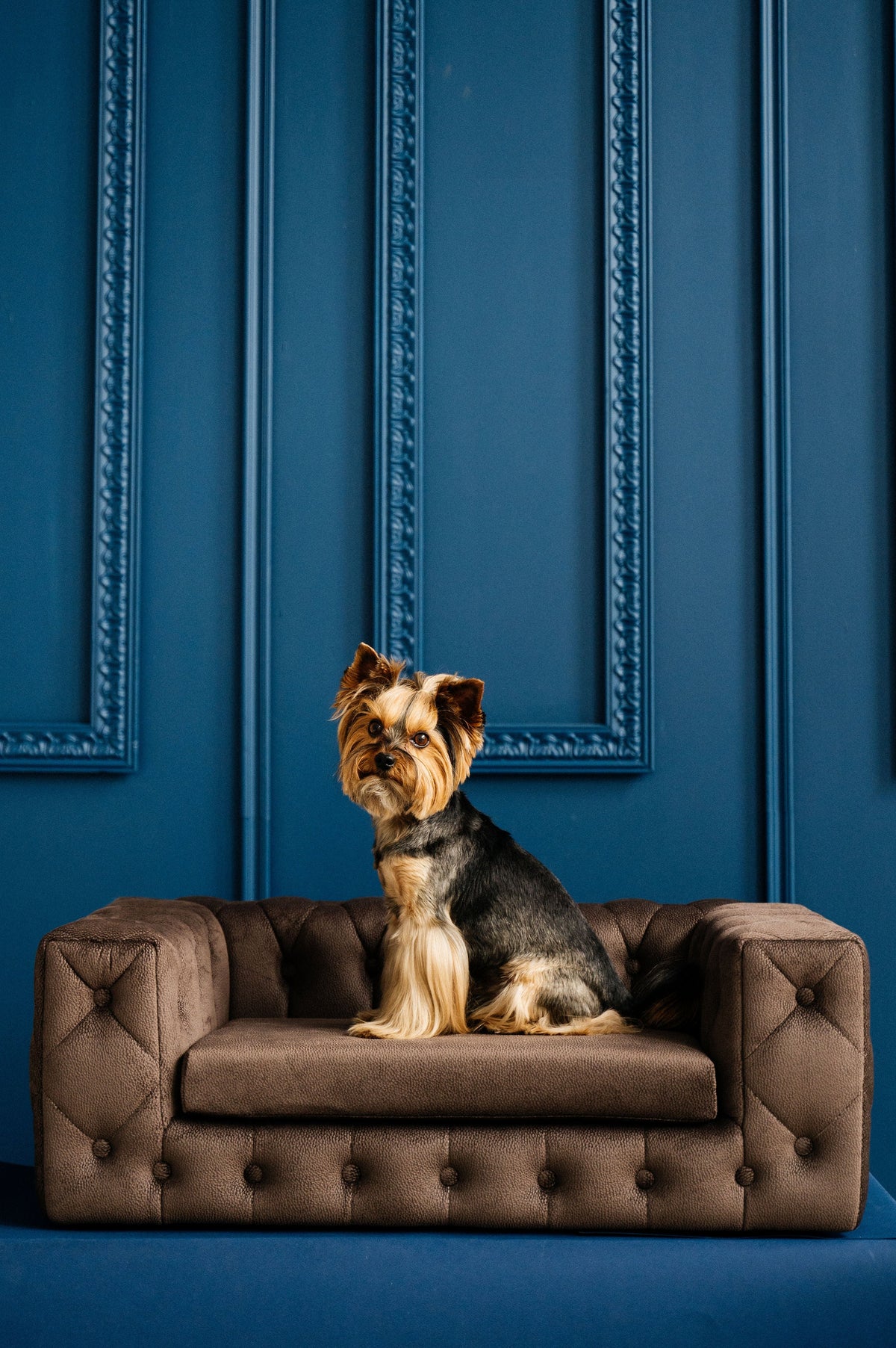 Royal Dog Sofa